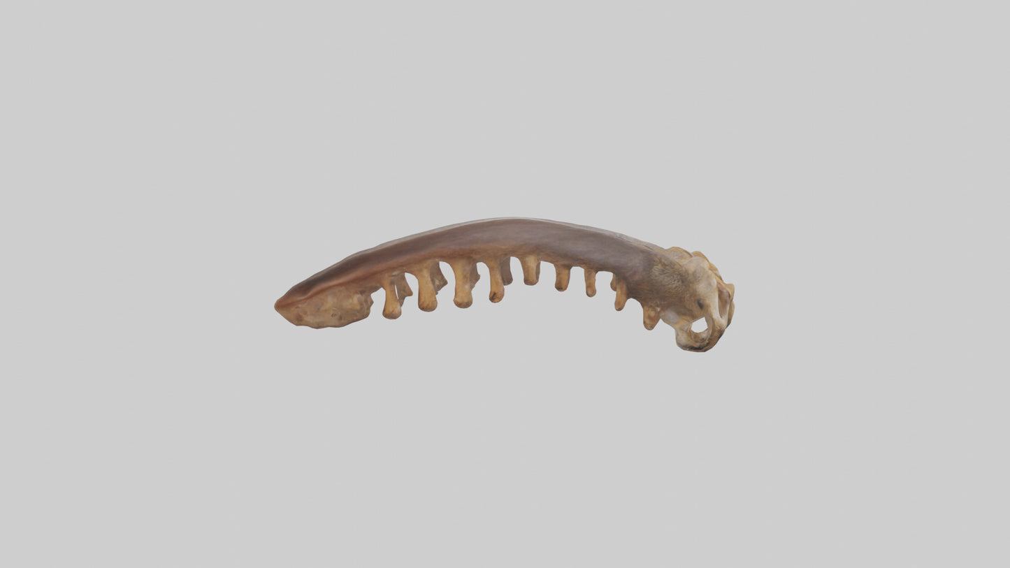 Squirrel Rib 3D model