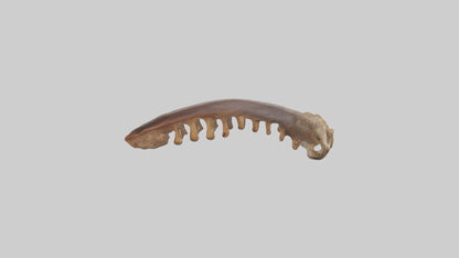 Squirrel Rib 3D model