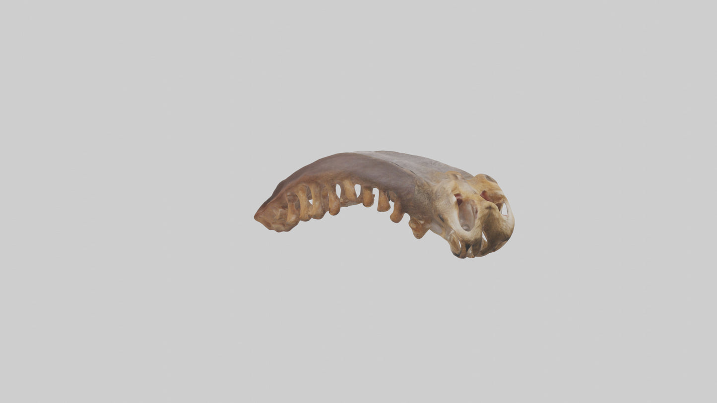 Squirrel Rib 3D model