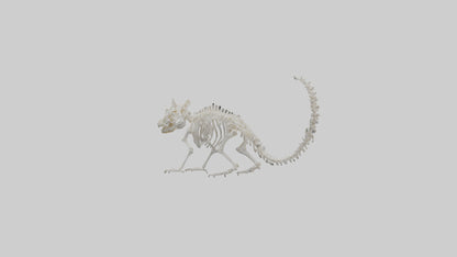 Squirrel Skeleton model 3D model