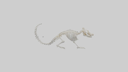 Squirrel Skeleton model 3D model
