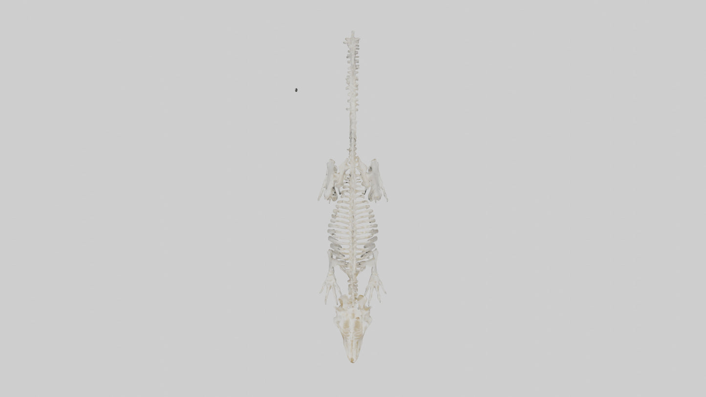 Squirrel Skeleton model 3D model