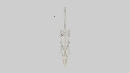 Squirrel Skeleton model 3D model