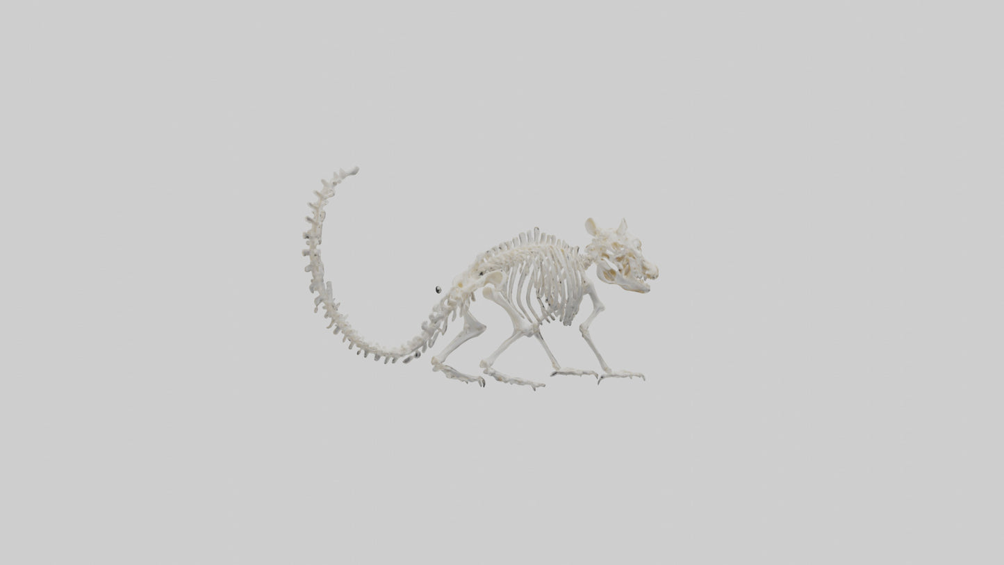 Squirrel Skeleton model 3D model
