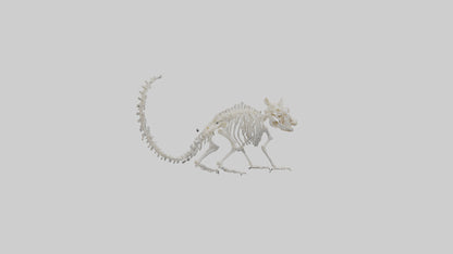 Squirrel Skeleton model 3D model