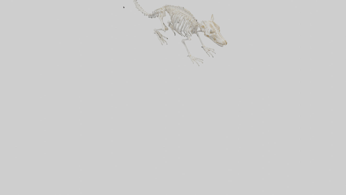 Squirrel Skeleton model 3D model