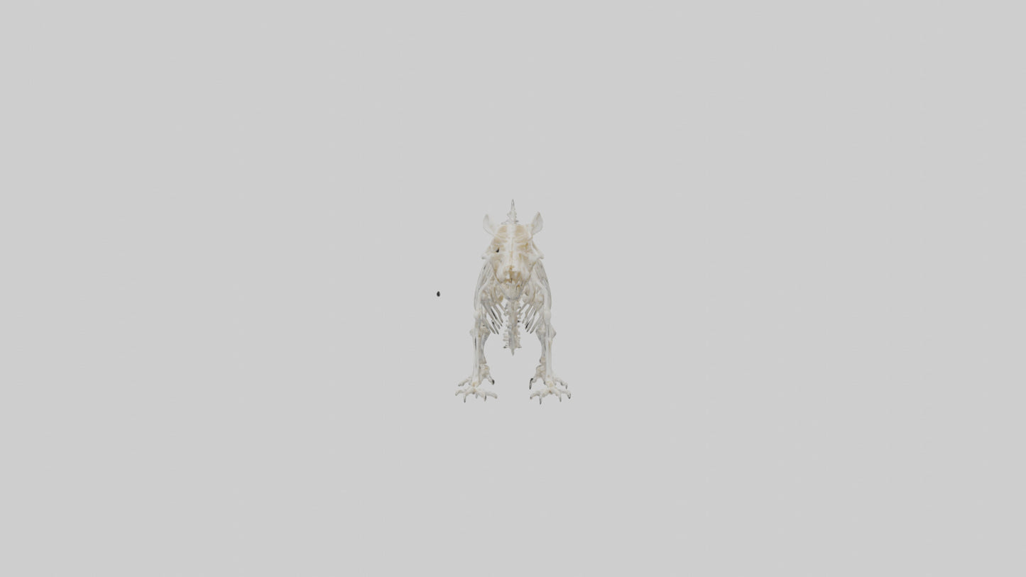 Squirrel Skeleton model 3D model