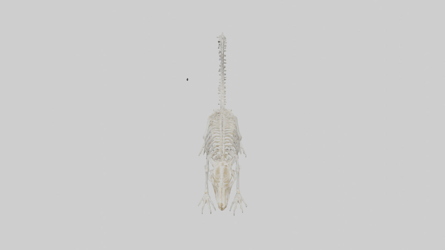 Squirrel Skeleton model 3D model