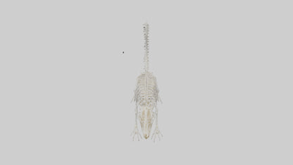 Squirrel Skeleton model 3D model