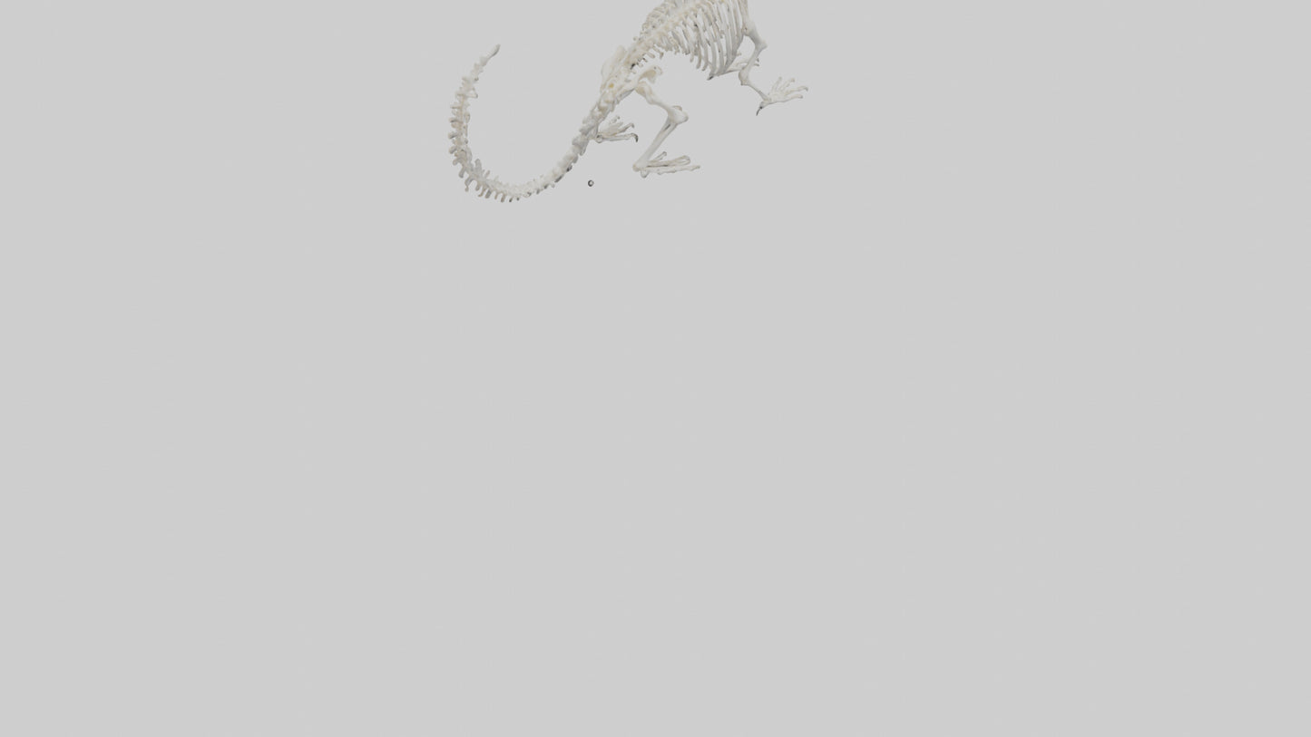 Squirrel Skeleton model 3D model