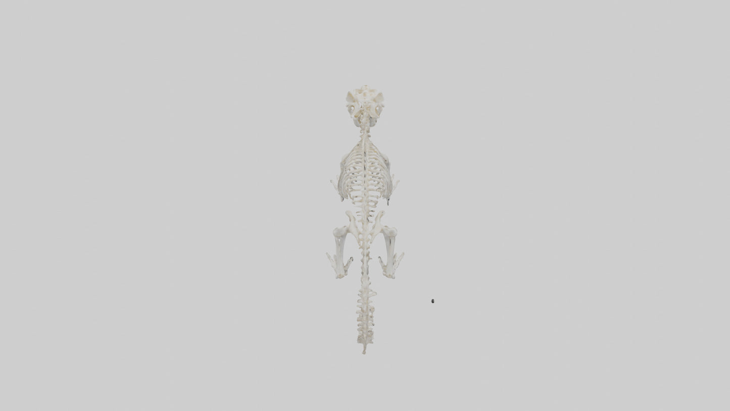 Squirrel Skeleton model 3D model
