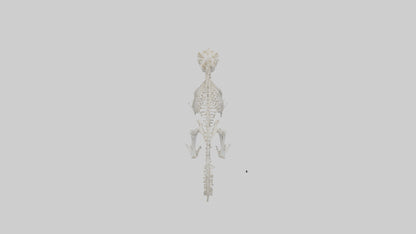 Squirrel Skeleton model 3D model