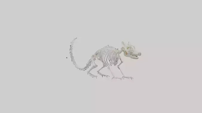 Squirrel Skeleton model 3D model
