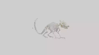 Squirrel Skeleton model 3D model