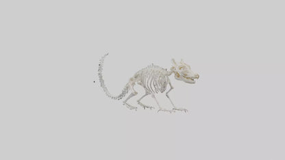 Squirrel Skeleton model 3D model