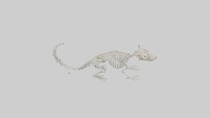 Squirrel Skeleton model 3D model