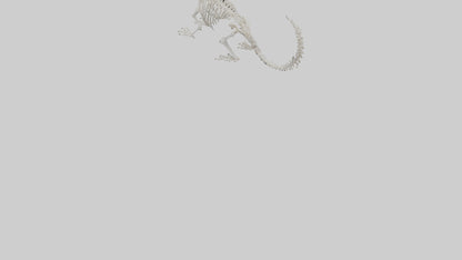 Squirrel Skeleton model 3D model