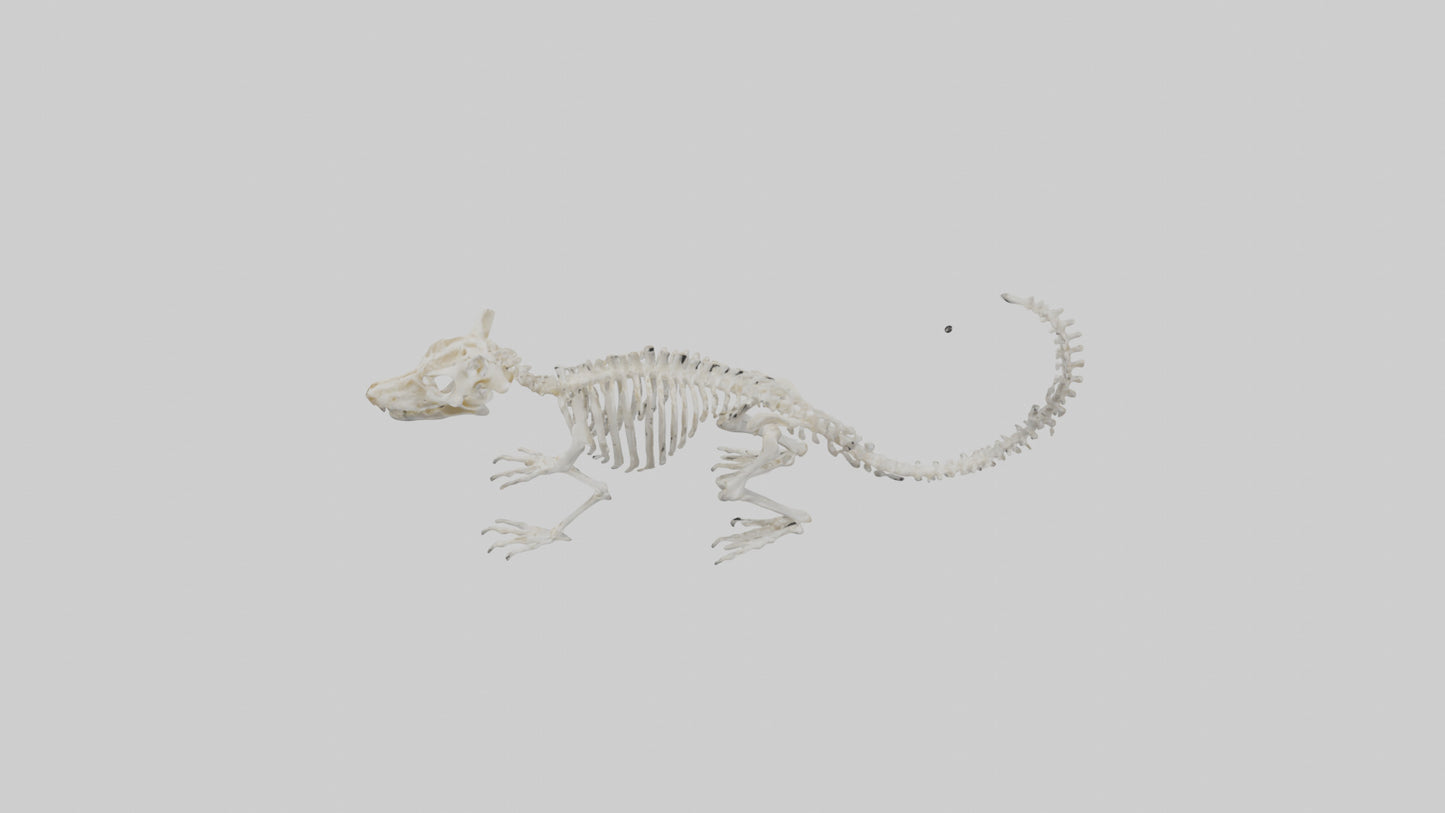 Squirrel Skeleton model 3D model