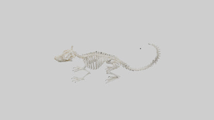 Squirrel Skeleton model 3D model