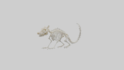 Squirrel Skeleton model 3D model