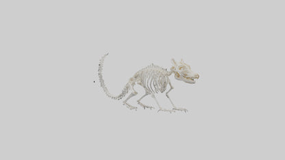 Squirrel Skeleton model 3D model
