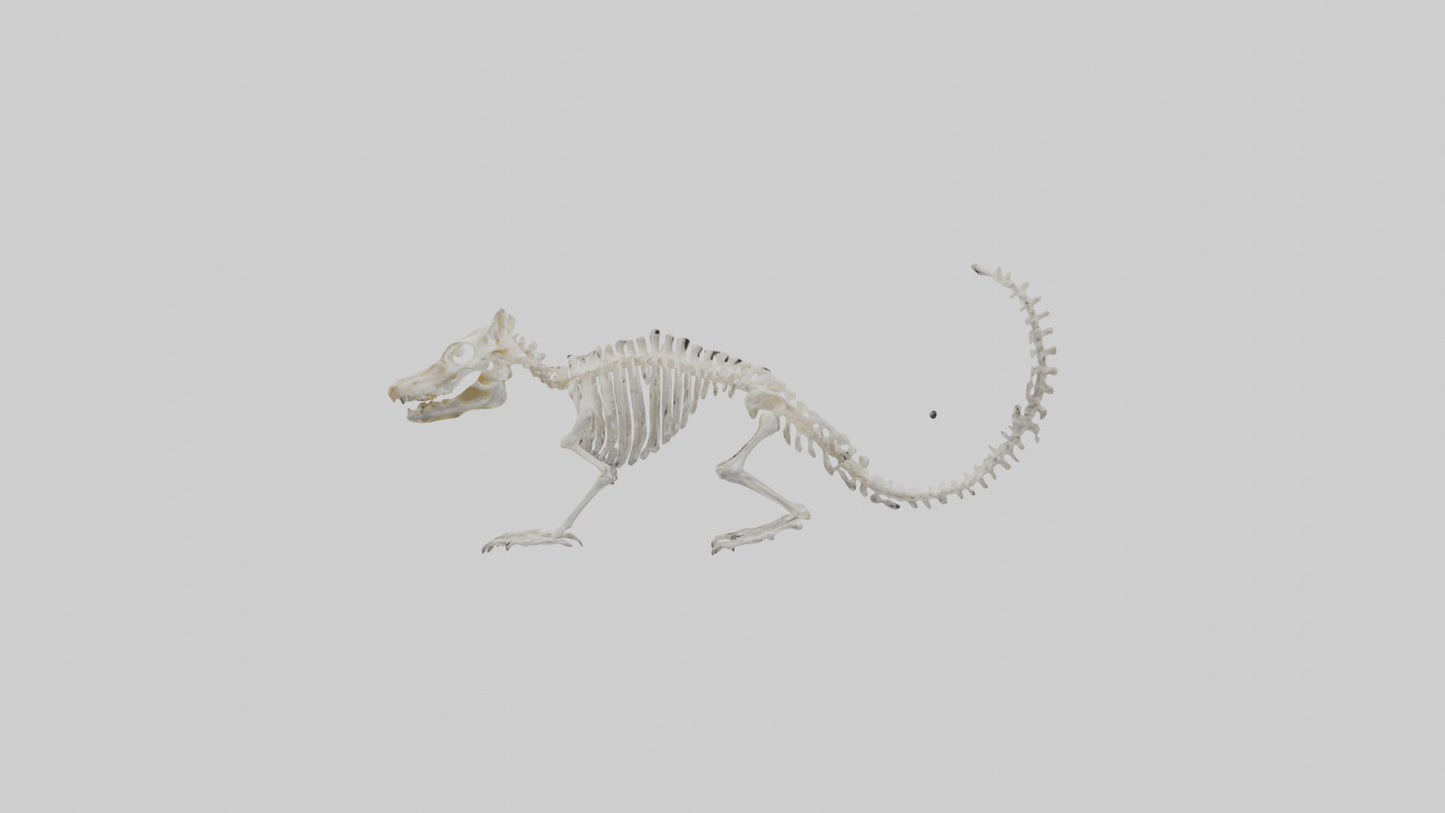 Squirrel Skeleton model 3D model