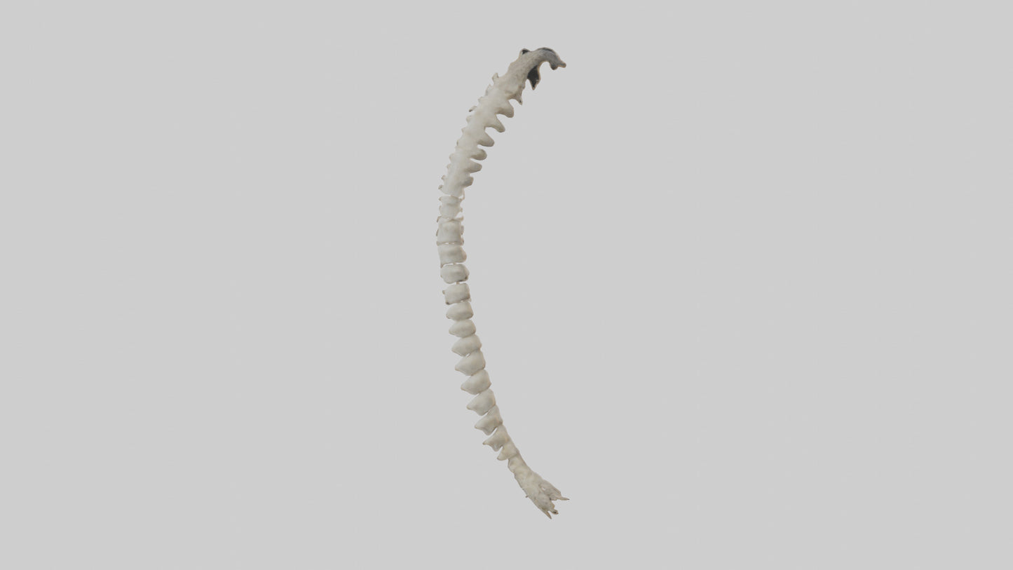 Squirrel Spine 3D model