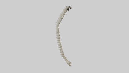 Squirrel Spine 3D model