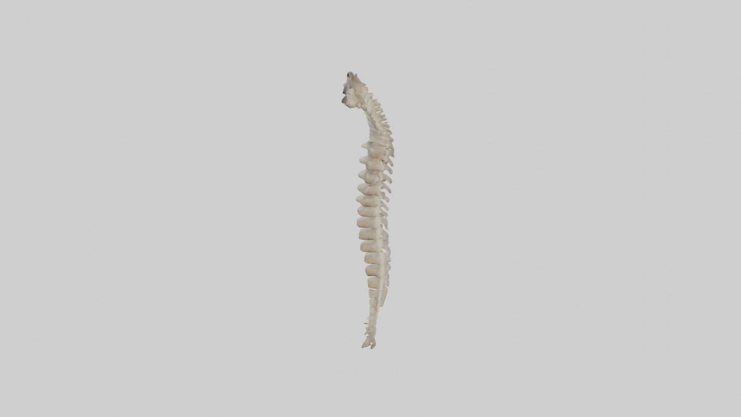 Squirrel Spine 3D model