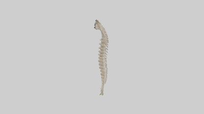 Squirrel Spine 3D model
