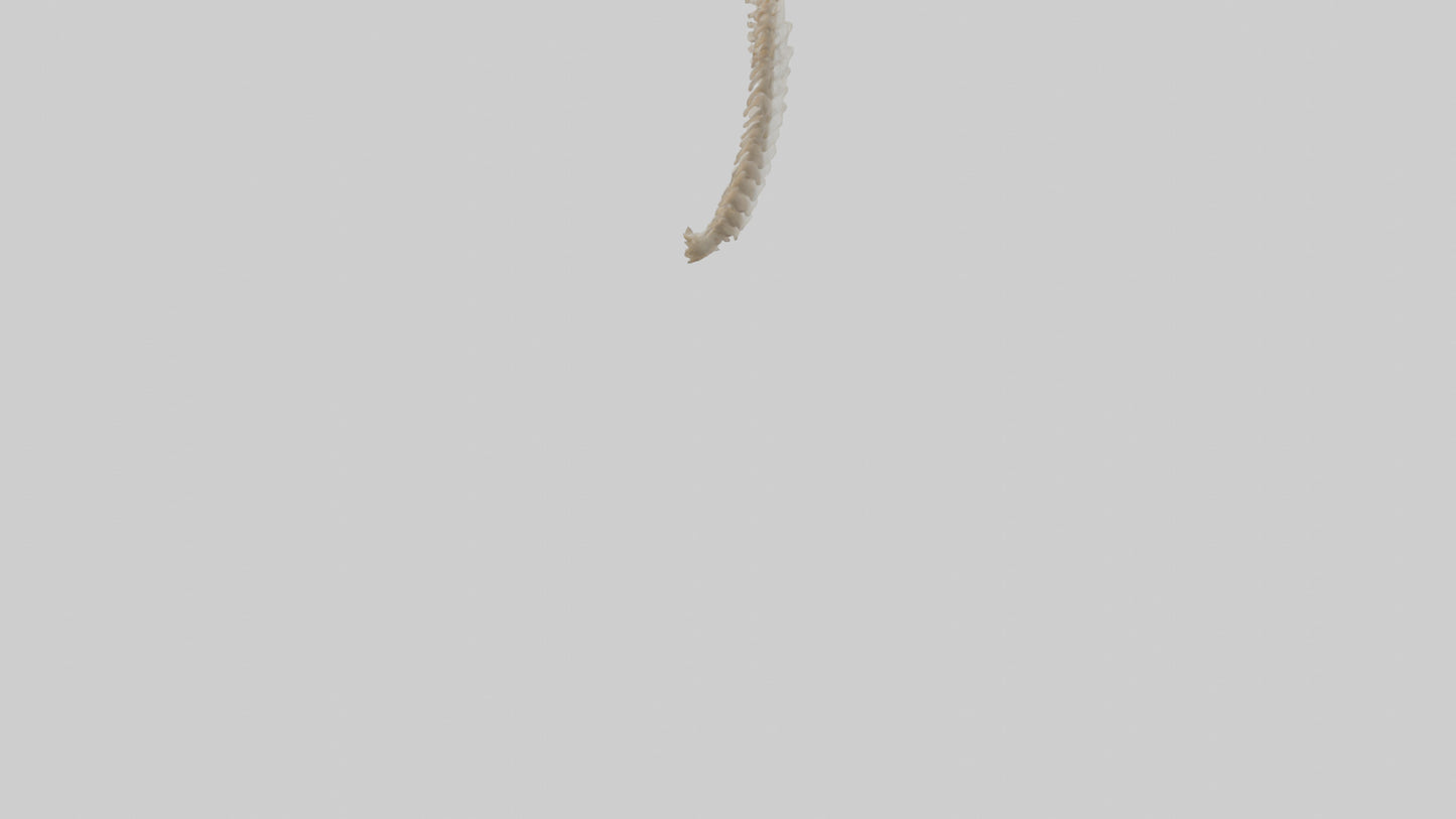 Squirrel Spine 3D model
