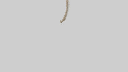 Squirrel Spine 3D model