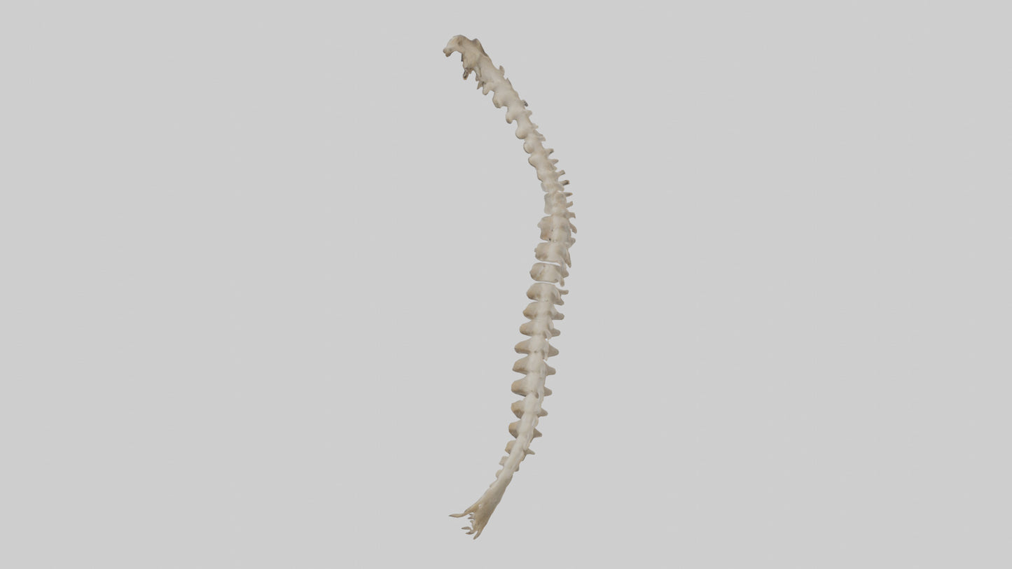 Squirrel Spine 3D model