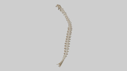 Squirrel Spine 3D model
