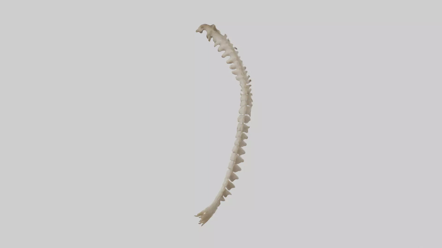 Squirrel Spine 3D model