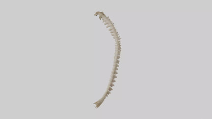 Squirrel Spine 3D model
