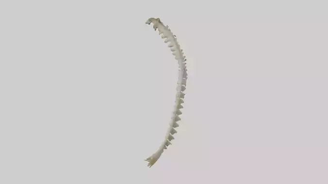Squirrel Spine 3D model
