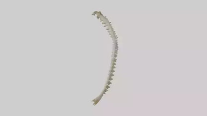 Squirrel Spine 3D model