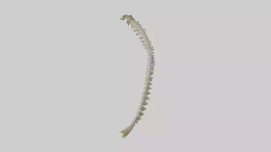 Squirrel Spine 3D model