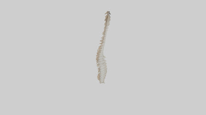 Squirrel Spine 3D model