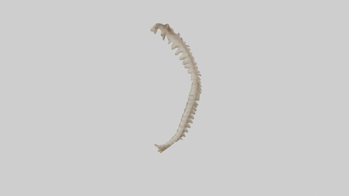 Squirrel Spine 3D model