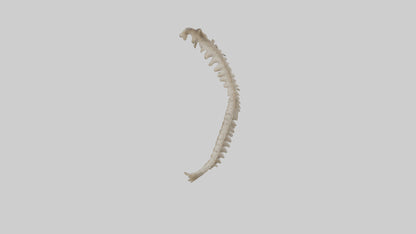 Squirrel Spine 3D model