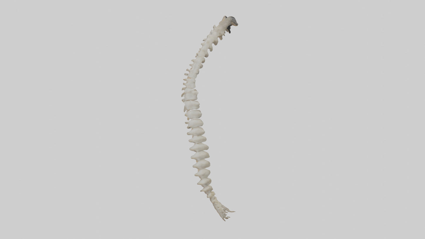 Squirrel Spine 3D model