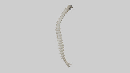Squirrel Spine 3D model