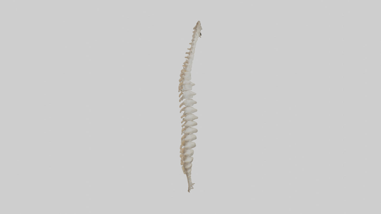 Squirrel Spine 3D model