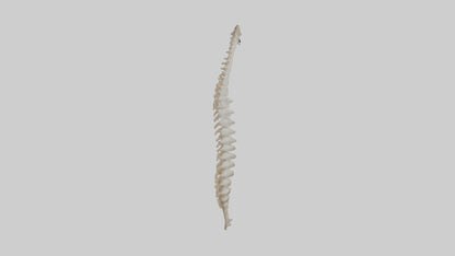 Squirrel Spine 3D model