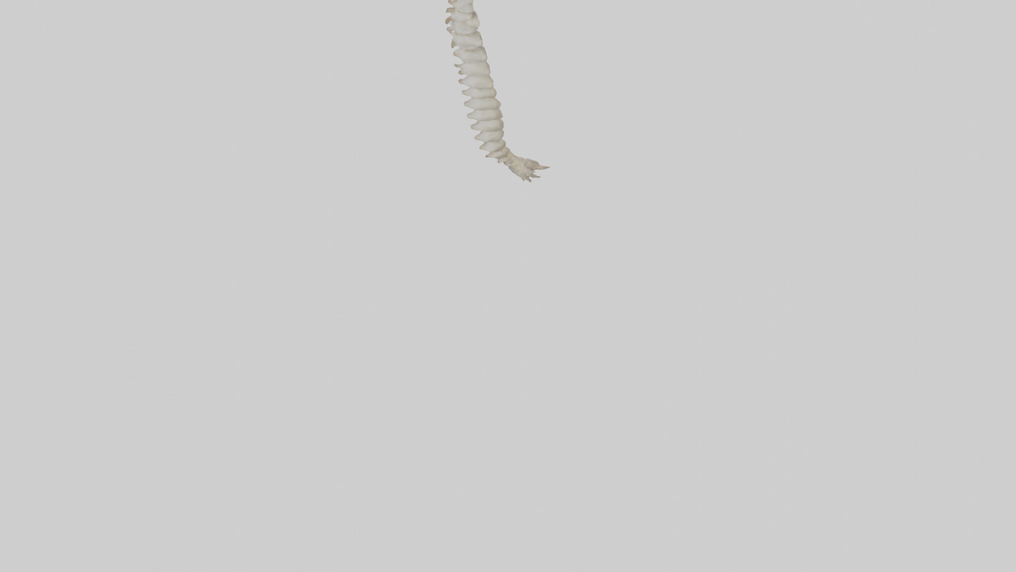 Squirrel Spine 3D model