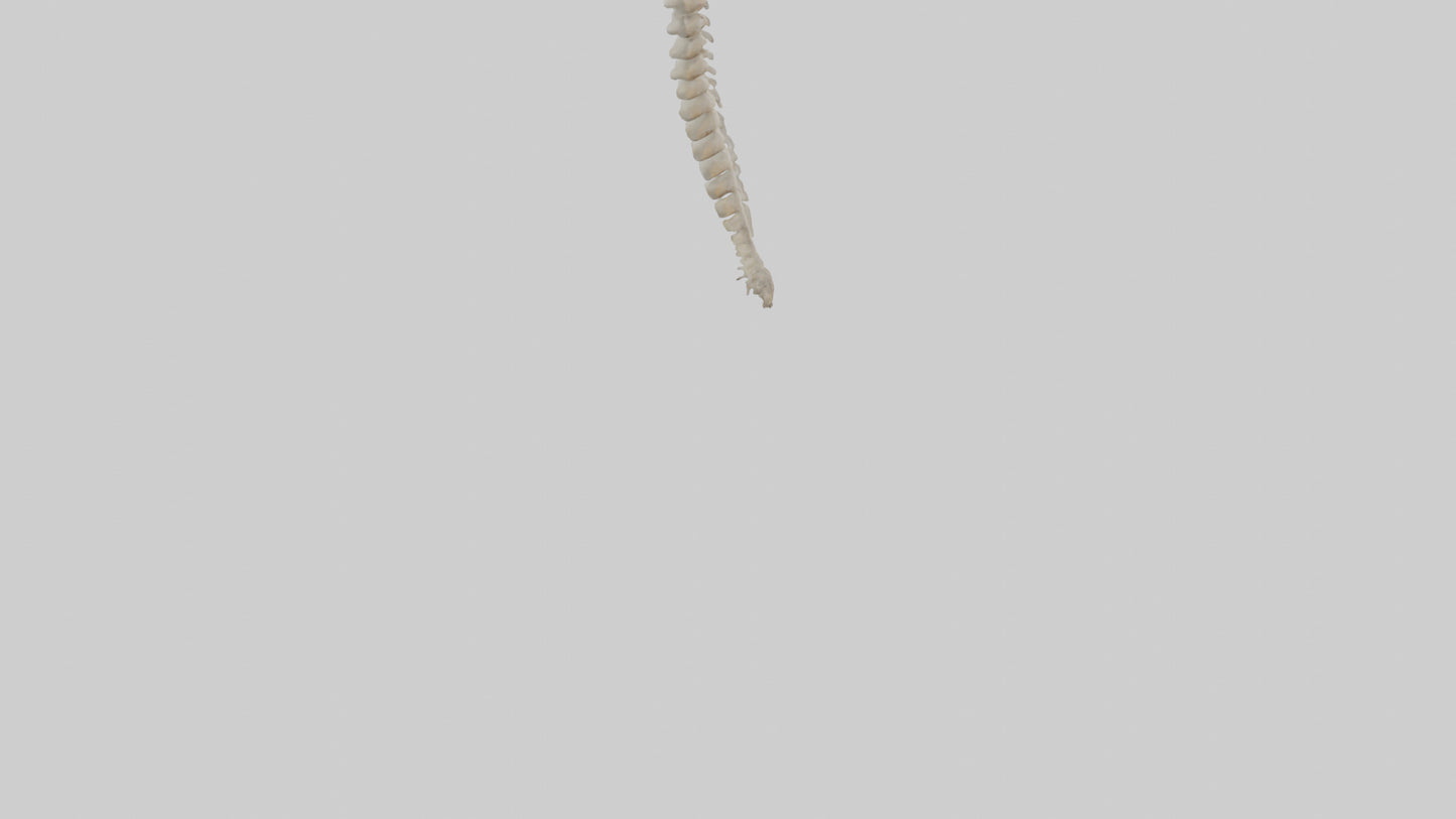 Squirrel Spine 3D model