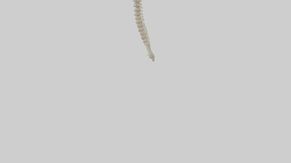Squirrel Spine 3D model
