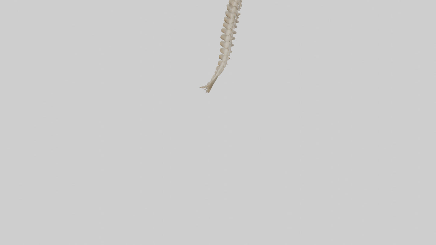 Squirrel Spine 3D model